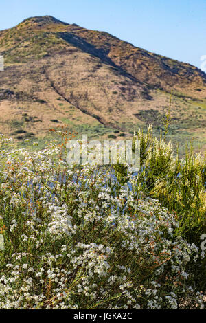 San Dieguito River Park Wildblumen Stockfoto