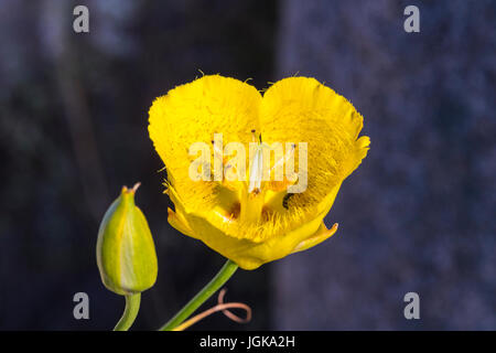 San Dieguito River Park Wildblumen Stockfoto