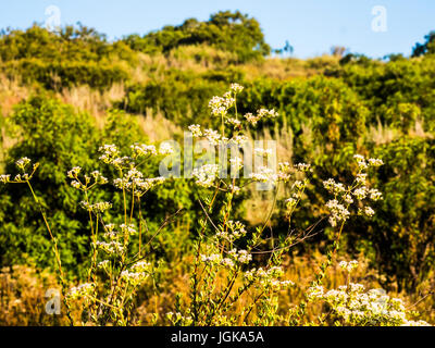 San Dieguito River Park Wildblumen Stockfoto