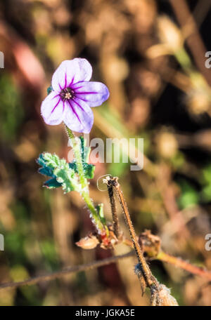 San Dieguito River Park Wildblumen Stockfoto