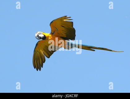 South American blau-gelbe Ara (Ara Ararauna) in enger Flug. Auch bekannt als blau und gold ARA. Stockfoto