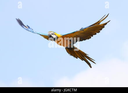 South American blau-gelbe Ara (Ara Ararauna) in enger Flug. Auch bekannt als blau und gold ARA. Stockfoto