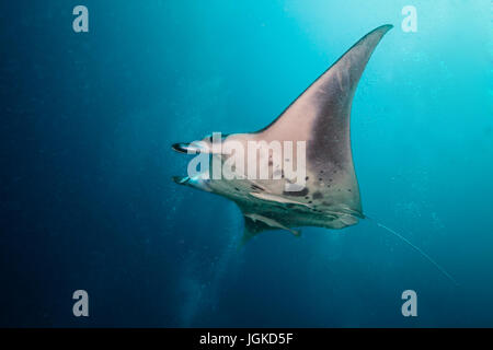 Schöne große Mantarochen schwimmen im tiefblauen Ozean, Indischer Ozean, Malediven Stockfoto