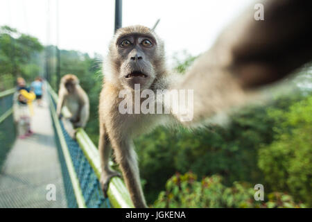 Fragte sich macaque Tut selfie Stockfoto