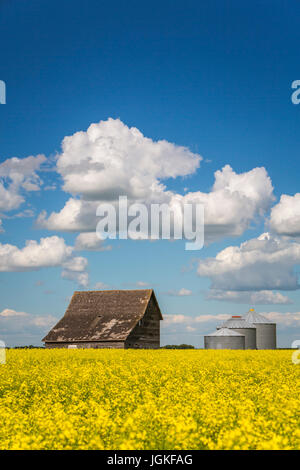 Eine alte Scheune und Korn Lagerplätze in einem Raps-Feld in der Nähe von Roland, Manitoba, Kanada. Stockfoto