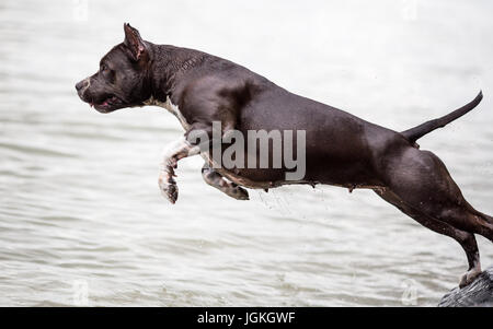 Amerikanischer Staffordshire-Terrier im Wasser springen Stockfoto