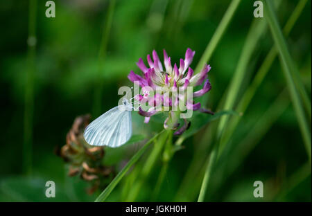 Holz weißer Schmetterling (Leptidea Sinapis) Stockfoto