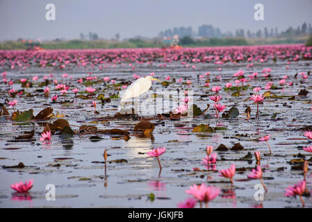 Ein Meer von rosa Lotusblumen auf Talay Bua Daeng, dem Lotus-See außerhalb von Udon Thani, Thailand Stockfoto