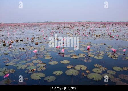 Ein Meer von rosa Lotusblumen auf Talay Bua Daeng, dem Lotus-See außerhalb von Udon Thani, Thailand Stockfoto