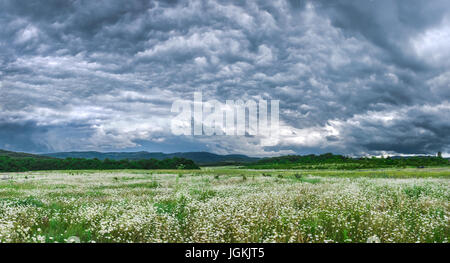 Dunkle schwarze Wolken am Himmel versprechen Regen. Über Blumenwiese. Panorama-Bild Stockfoto