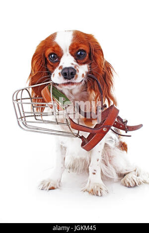 Hund mit Maulkorb. Vermeiden Sie Biss Snapper Hunde. Cavalier King Charles Spaniel Hund Foto. Schöne süße cavalier Welpen Hund auf isolierte weisse Studio-Hintergrund Stockfoto