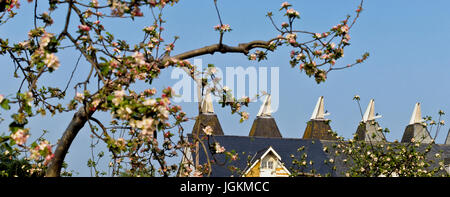 RS 7277. Hintergründe; Farben; Farben; Display, Apfelblüte & Oast Houses, Kent, England Stockfoto