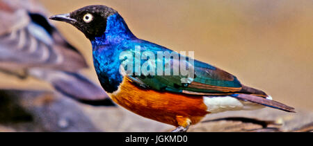 RS 7155.  Hintergründe; Farben; Farben; Display, Superb Starling Glanzstare Superbus, Lake Nakuru Park, Kenia, Ostafrika Stockfoto