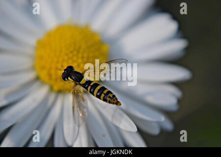 Biene fliegt über eine weiße Daisy Blume Stockfoto