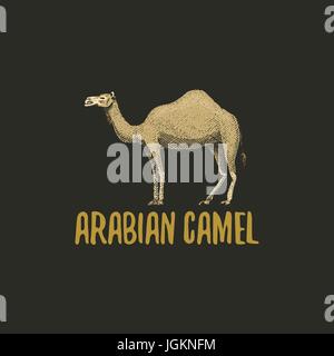 arabischen Kamels graviert Hand im alten Stil Sketch, Vintage Tiere gezeichnet. Logo oder Wappen, Retro-Label und Abzeichen. Stock Vektor