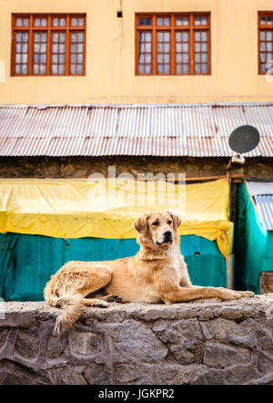 Ein Hund Verlegung an der Wand auf der anderen Straßenseite in Leh, Ladakh, Indien Stockfoto