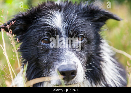 Border Collie Hund liegt im Gras Stockfoto