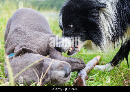 Border Collie zeigt seine Zähne zu einem jungen Pitbull Stockfoto