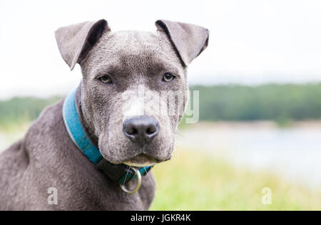 ein junger Pitbull mit blauen Kragen Porträt Stockfoto