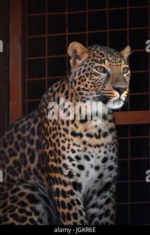 Großaufnahme Seite Profilbildnis der Amur-Leopard (Panthera Pardus Orientalis) weiblichen Blick Weg abseits der Kamera auf Metallgitter Zoo-Gehege, l Stockfoto