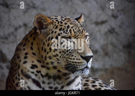 Großaufnahme Seite Profilbildnis der Amur Leopard (Panthera Pardus Orientalis) Blick zur Seite der Kamera, niedrigen Winkel Ansicht Stockfoto