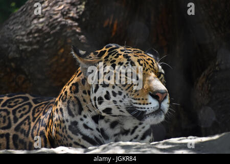 Seite Profilbildnis der Jaguar (Panthera Onca) wegschauen über dunklen braunen Hintergrund, niedrigen Winkel Ansicht hautnah Stockfoto