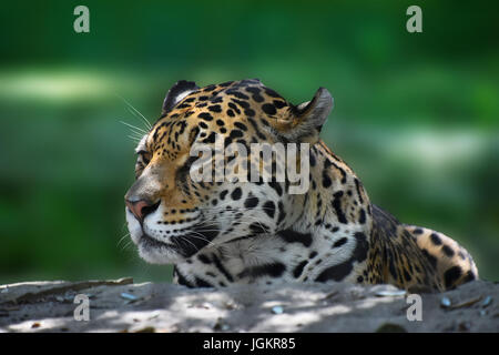 Seite Profilbildnis der Jaguar (Panthera Onca) wegschauen auf grünem Hintergrund, niedrigen Winkel Ansicht hautnah Stockfoto