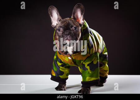Französische Bulldogge in warmen khaki Overalls auf einem schwarzen Hintergrund isoliert Stockfoto