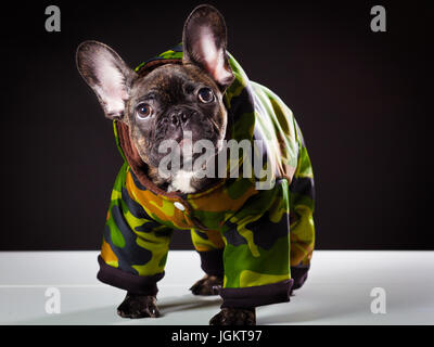 Französische Bulldogge in warmen khaki Overalls auf einem schwarzen Hintergrund isoliert Stockfoto