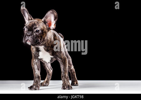 Französische Bulldogge auf einem schwarzen Hintergrund isoliert Stockfoto
