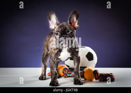 Französische Bulldogge auf einem Hintergrund von Sport Spielzeug auf einem schwarzen Hintergrund isoliert Stockfoto