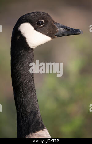 Kanada-Gans nah oben (Branta Canadensis) Stockfoto