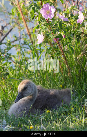 Canada Goose gosling (Branta canadensis), eingebettet auf dem Boden unter wilden Rosen (Rosa spp) Stockfoto