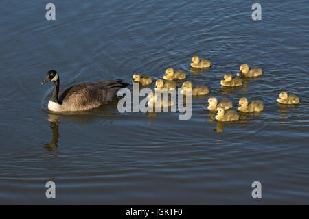 Kanadische Gänse Elternvogel führende Krippe eines Dutzend junger Goslings (Branta canadensis) auf einem Sturmwasserteich in East Village, Calgary Stockfoto