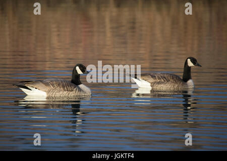 Paar Kanadagans (Branta Canadensis) Baden im Teich Stockfoto