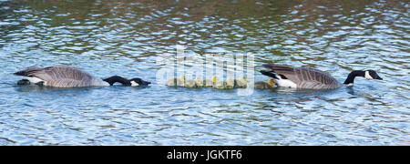 Zwei Elternvögel aus Kanadischen Gänsen in defensiver Haltung, die mit ihren Gänsen durch Feuchtgebiete voller anderer Vögel schwimmen (Branta canadensis) Stockfoto