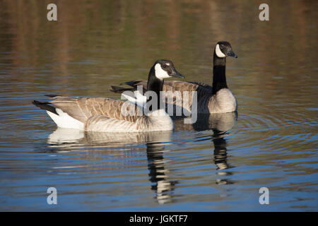 Paar Kanadagans (Branta Canadensis) Baden im Teich Stockfoto