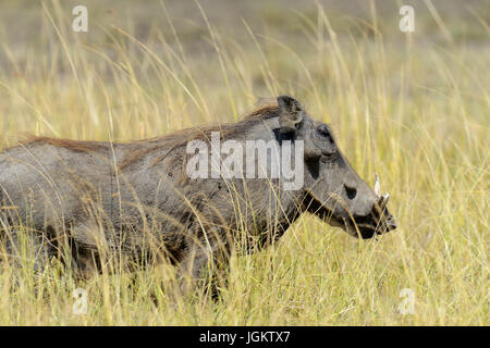 Schließen Sie Warzenschwein im Nationalpark von Afrika, Kenia Stockfoto