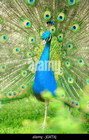 Schöne indische Pfau mit angefacht voll Heck Stockfoto