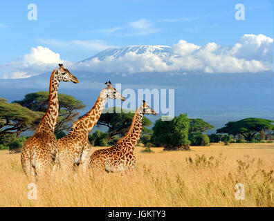 Drei Giraffen auf dem Kilimanjaro mount Hintergrund in Nationalparks in Kenia, Afrika Stockfoto