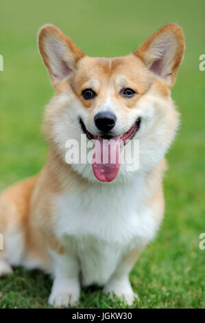 Enge Welsh Corgi Hund grünen Sommer Gras Stockfoto