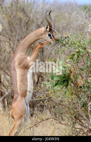 Gerenuk stehen aufrecht bis erreichen lässt, Nationalpark in Kenia, Afrika Stockfoto