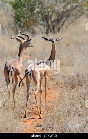 Schließen Sie Gerenuk in Nationalparks in Kenia, Afrika Stockfoto