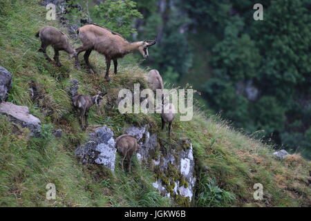 Gämse (Rupicapra Rupicapra) Vogesen, Frankreich Stockfoto