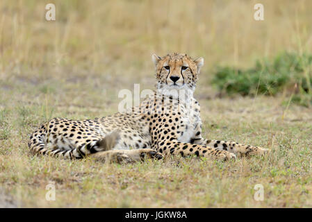 Afrikanischen Geparden, schöne Säugetier Tier. Afrika, Kenia Stockfoto