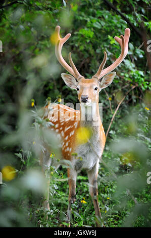 Whitetail Deer stehend in Sommerholz Stockfoto