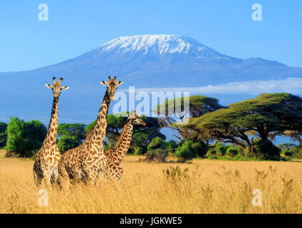 Drei Giraffen auf dem Kilimanjaro mount Hintergrund in Nationalparks in Kenia, Afrika Stockfoto