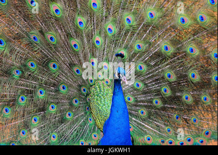 Porträt der schönen Pfau mit Federn Stockfoto