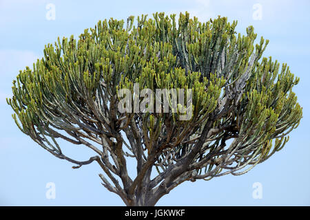 Afrikanischen Kaktus Baum im Nationalpark in Kenia Stockfoto