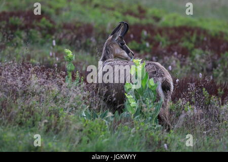 Gämse (Rupicapra Rupicapra) Vogesen, Frankreich Stockfoto